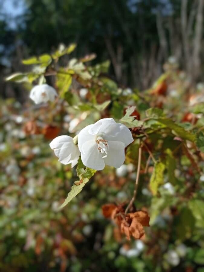 Dombeya 2