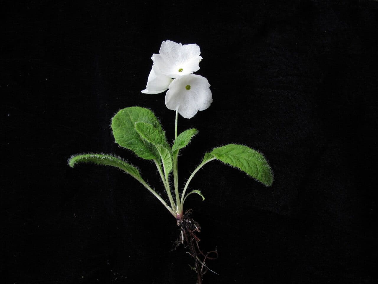 Primula 6