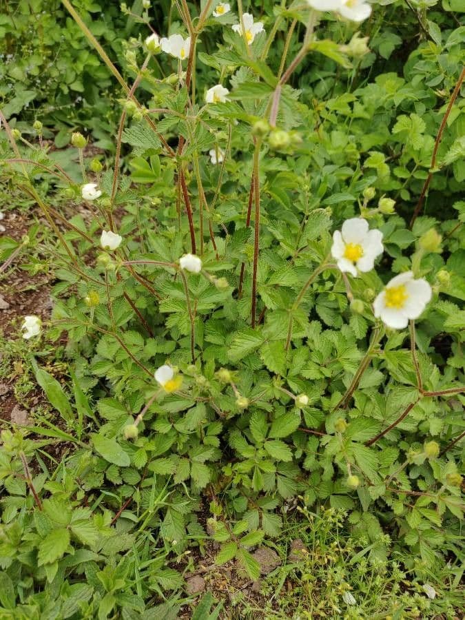 Cinquefoglie rupestre 13