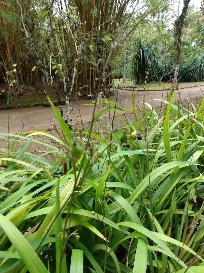Dianella 22