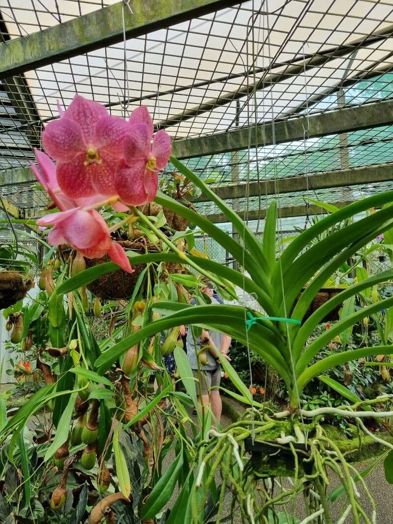 Vanda 7