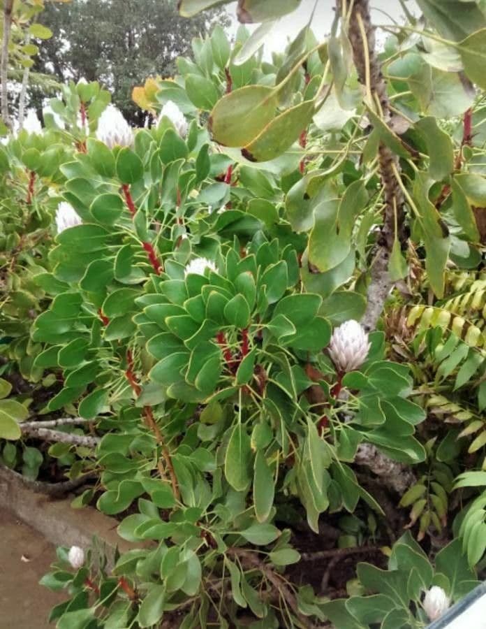 Protea carciofoide 14