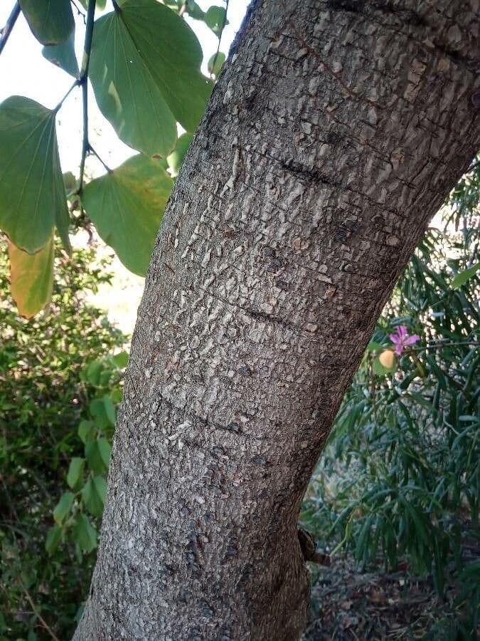 Bauhinia purpurea 22