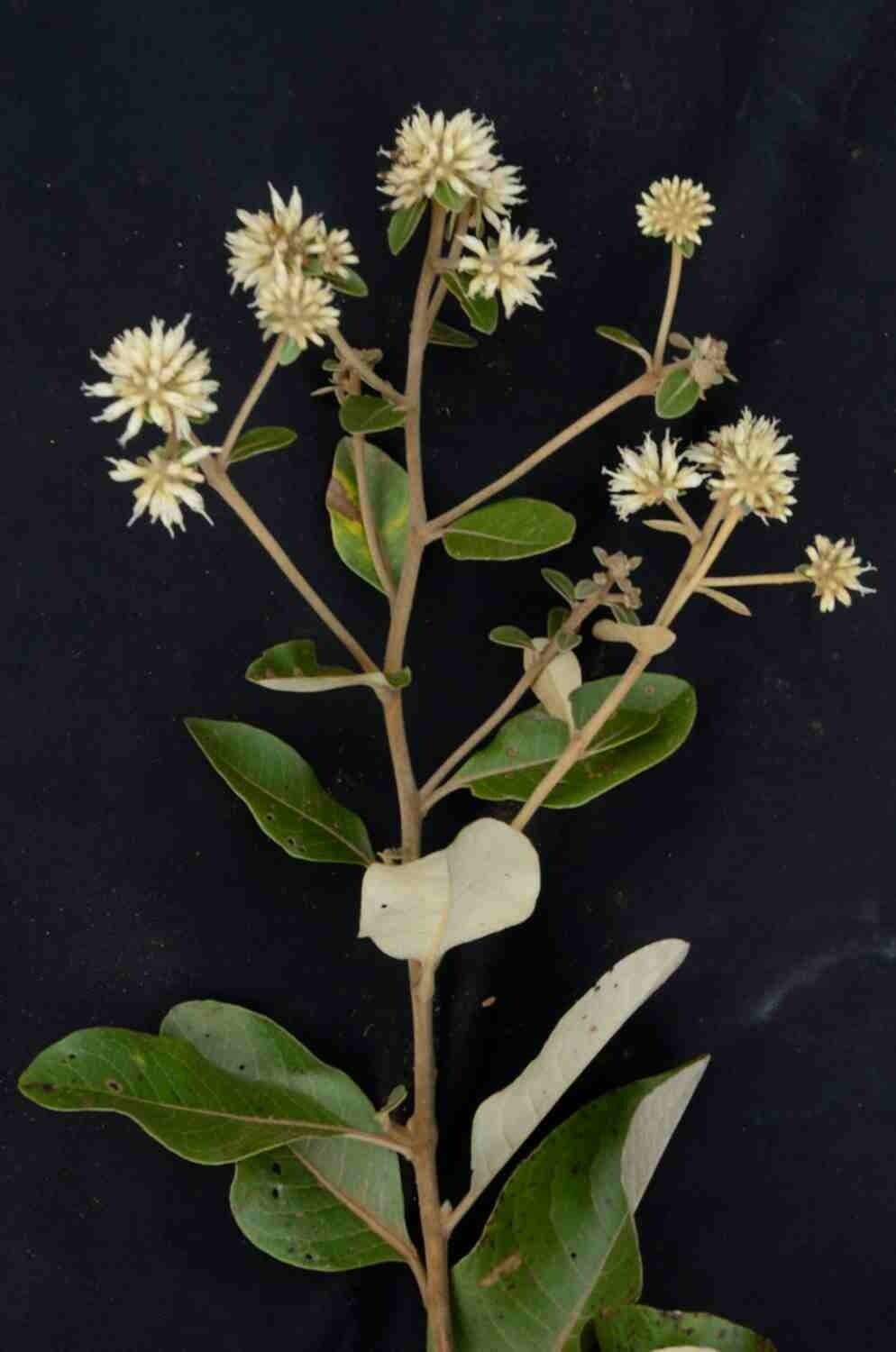Eremanthus 2