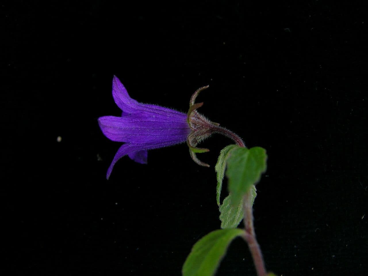 Campanula 9