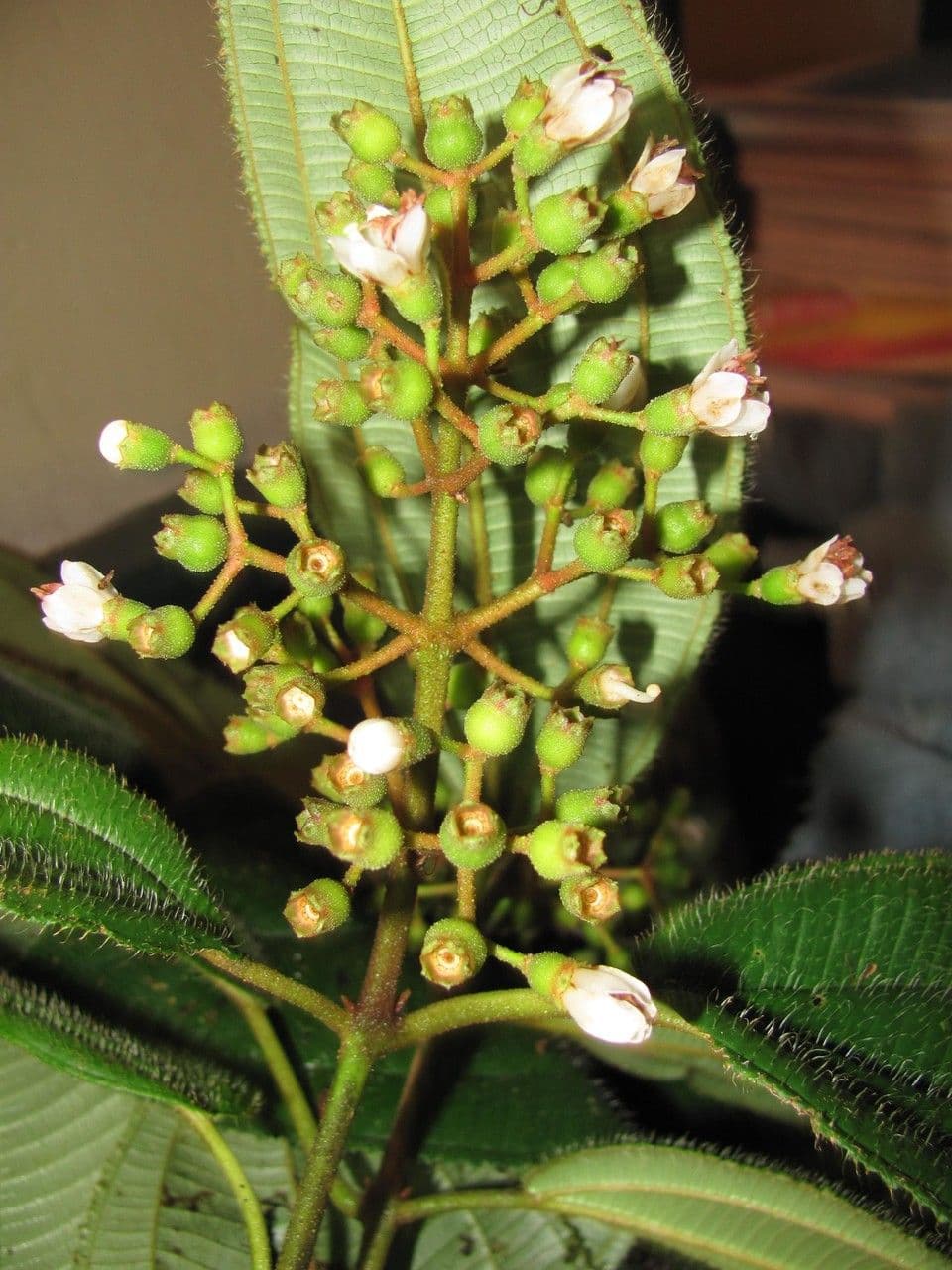Miconia 5