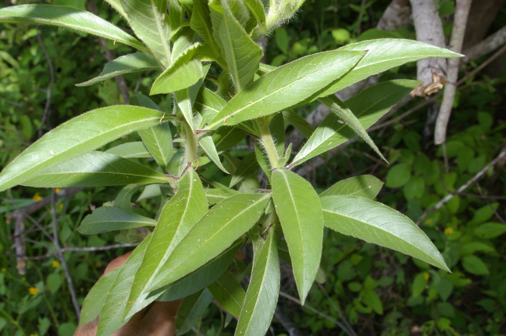 Hydrolea spinosa 8