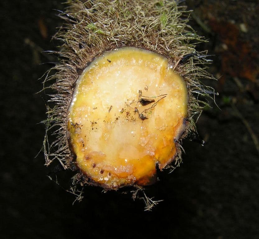 Alsophila cuspidata