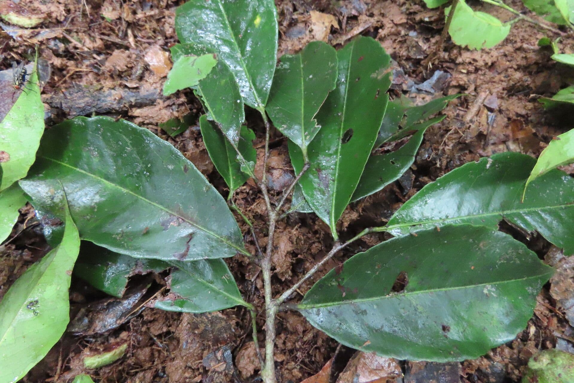 Sacoglottis 18