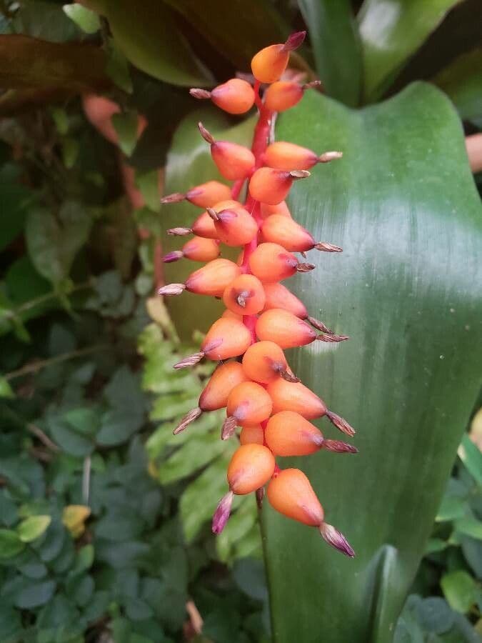 Aechmea 3