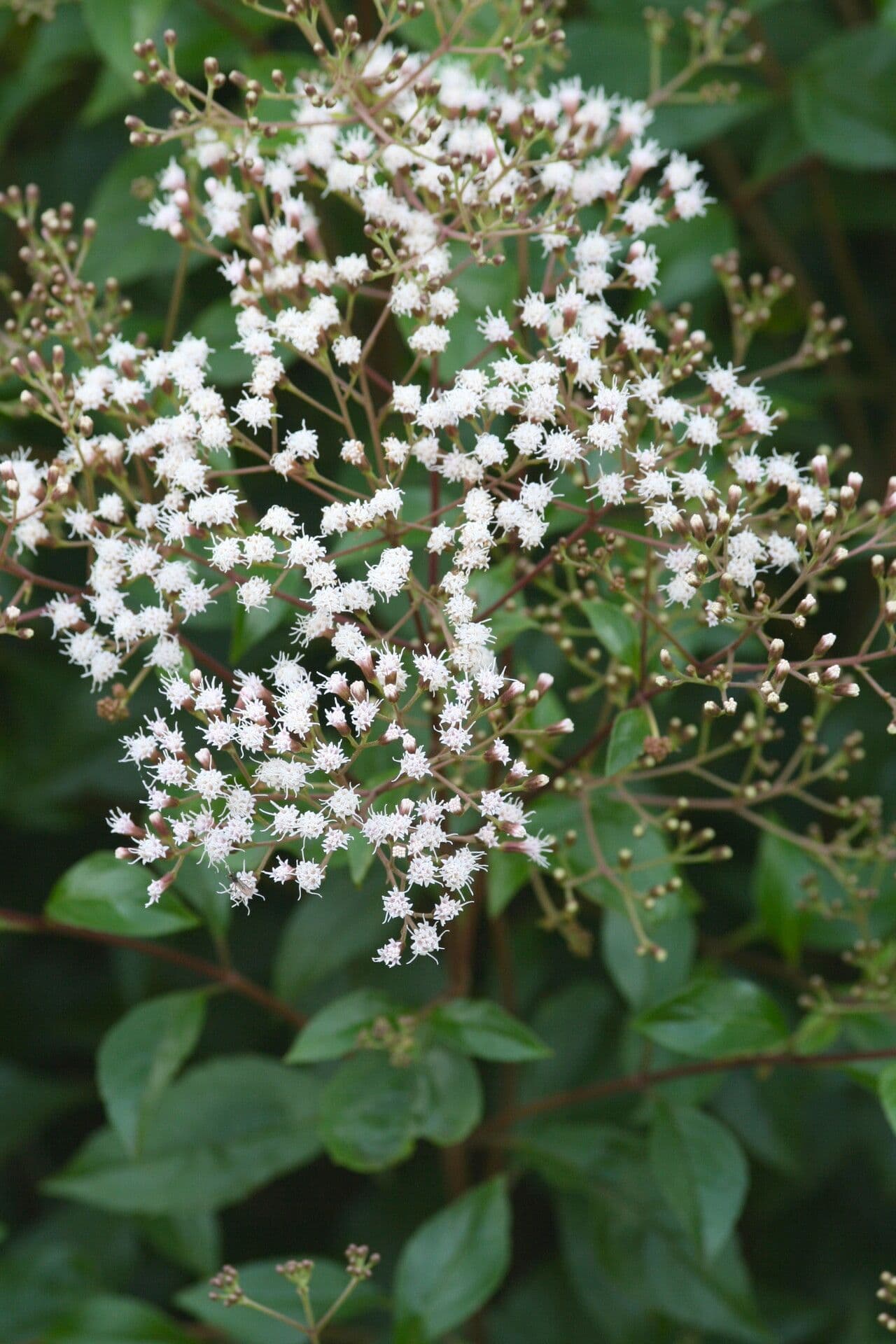 Ageratina 4