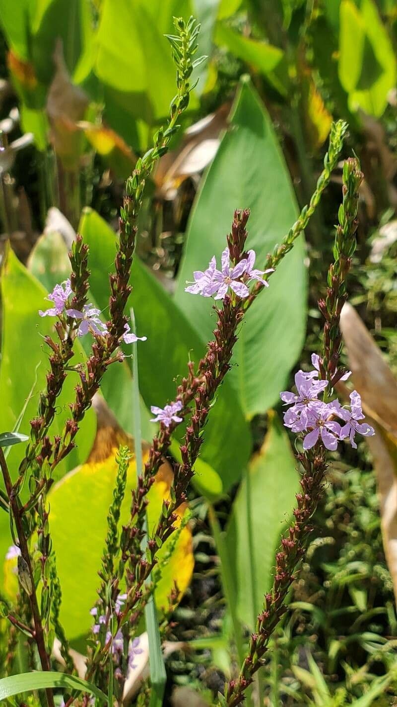 Salcerella lanceololata