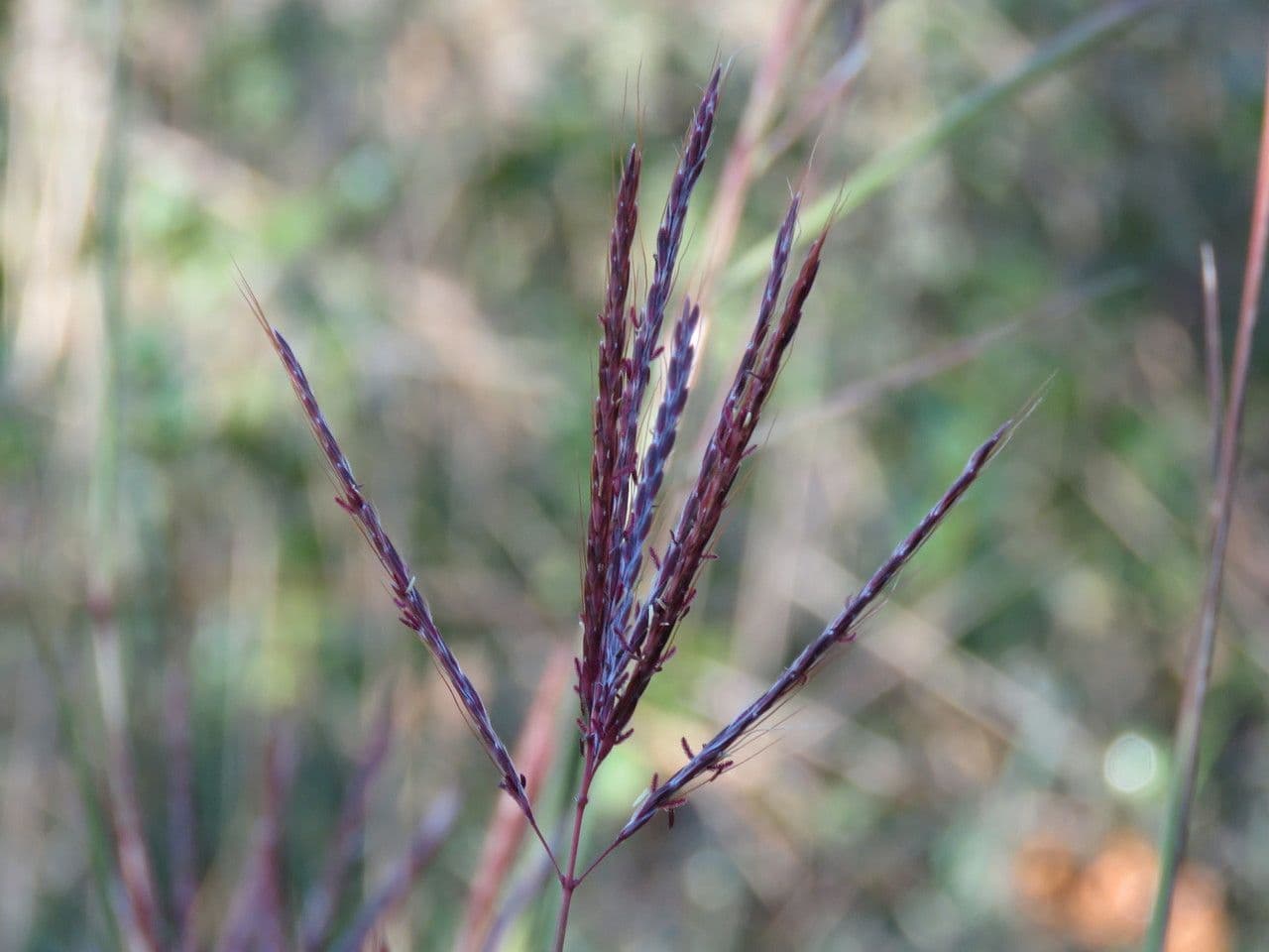 Gewöhnliches Bartgras 2
