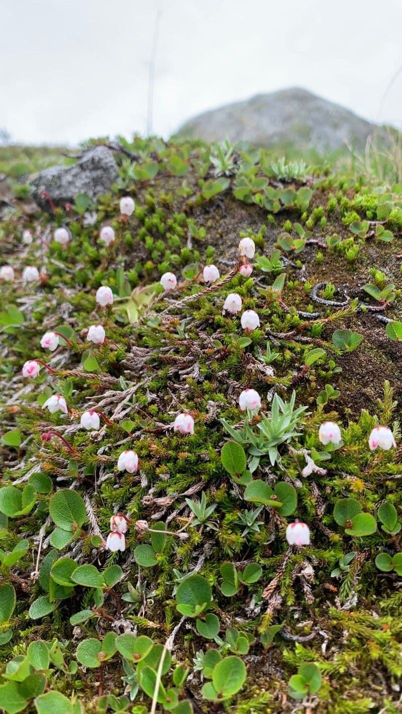 Harrimanella hypnoides 4