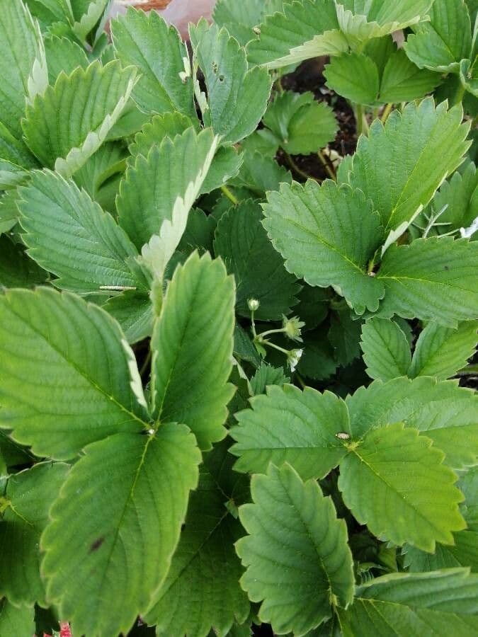Fraisier vert 16