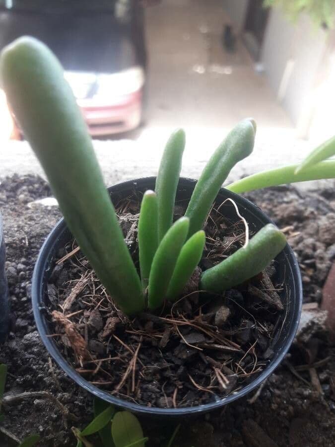 Glottiphyllum 12