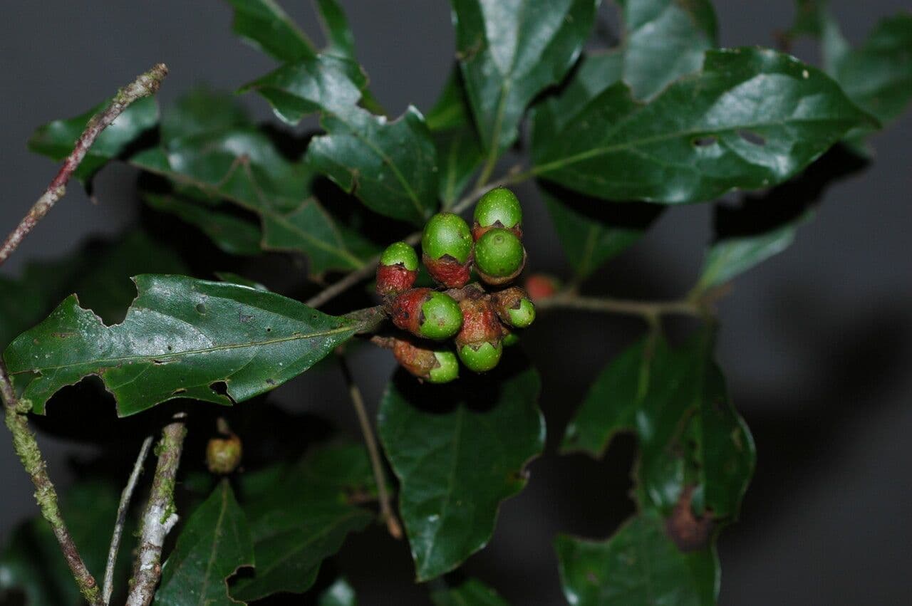 Ocotea 4