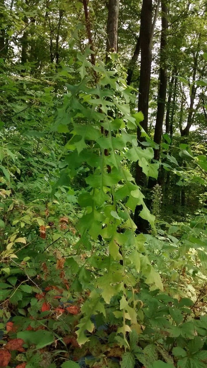Lactuca 10