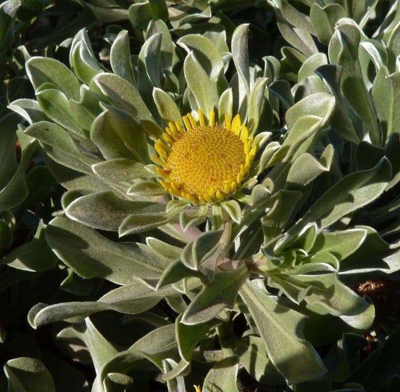 Asteriscus 3