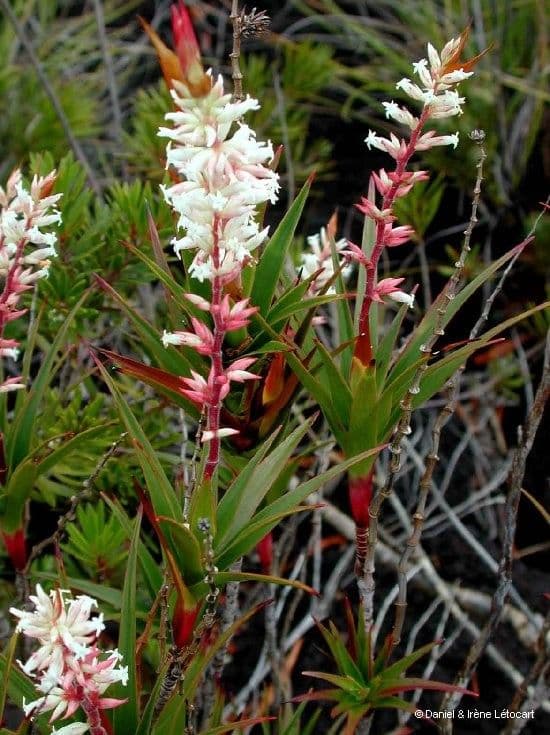 Dracophyllum 6