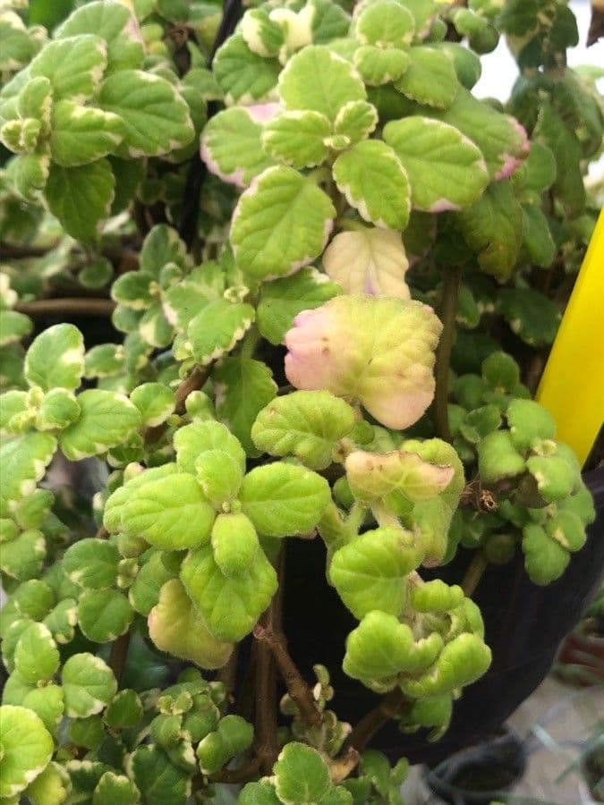 Plectranthus 3