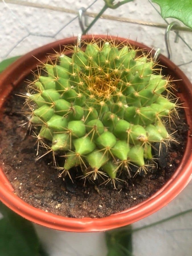 Mammillaria 10