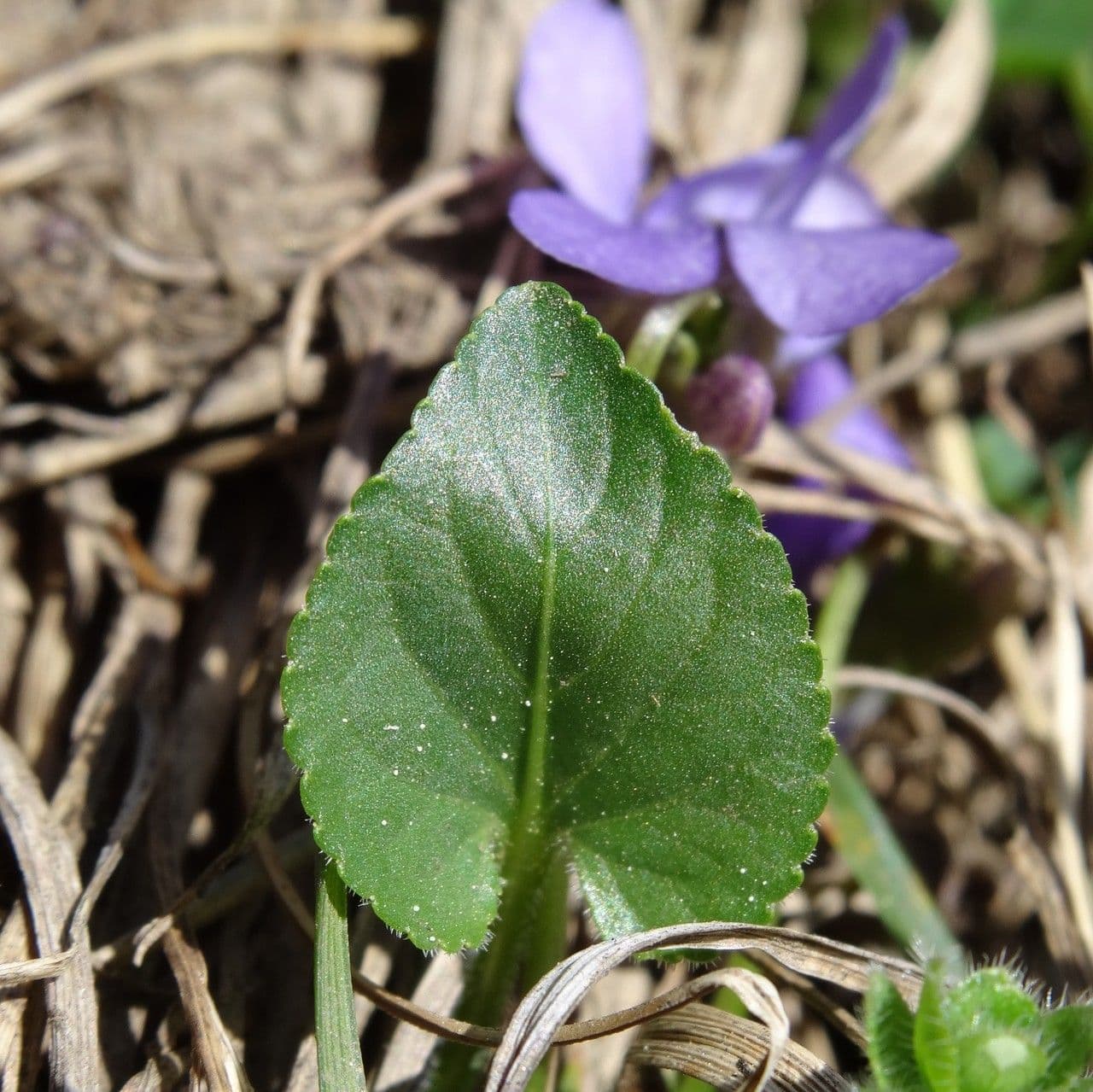 Viola pirenaica 15