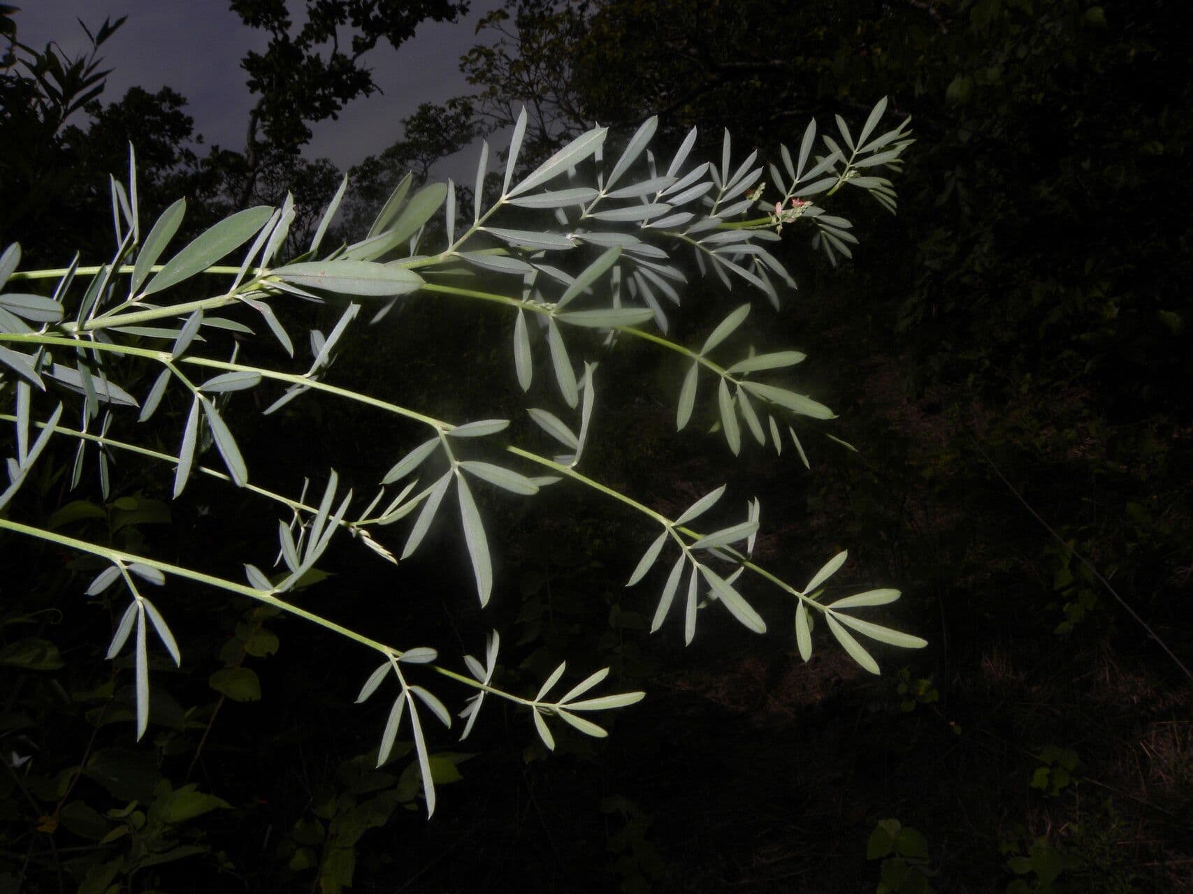 Indigofera 20