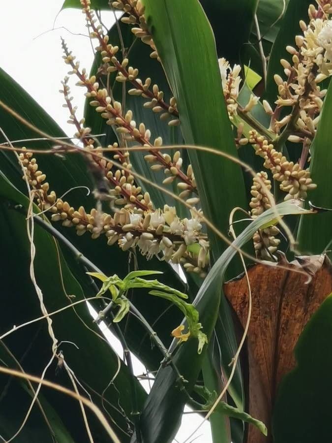 Cordyline 4