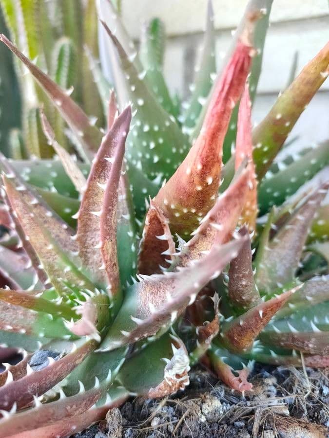 Aloe 2