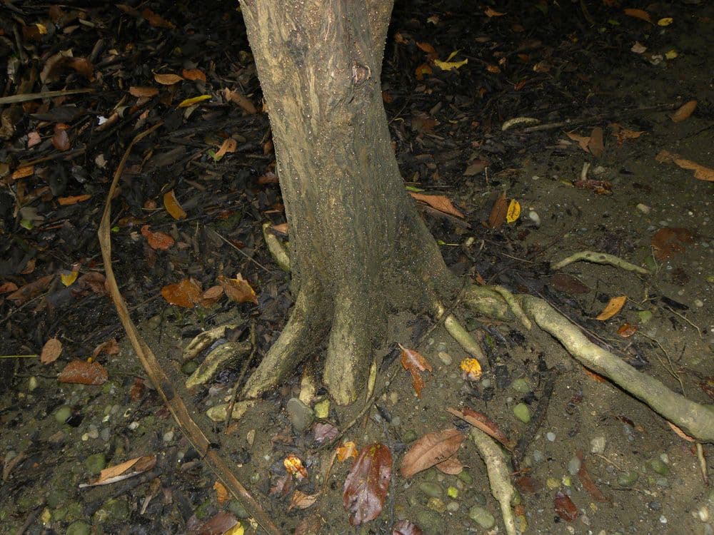 Korkbaum 23