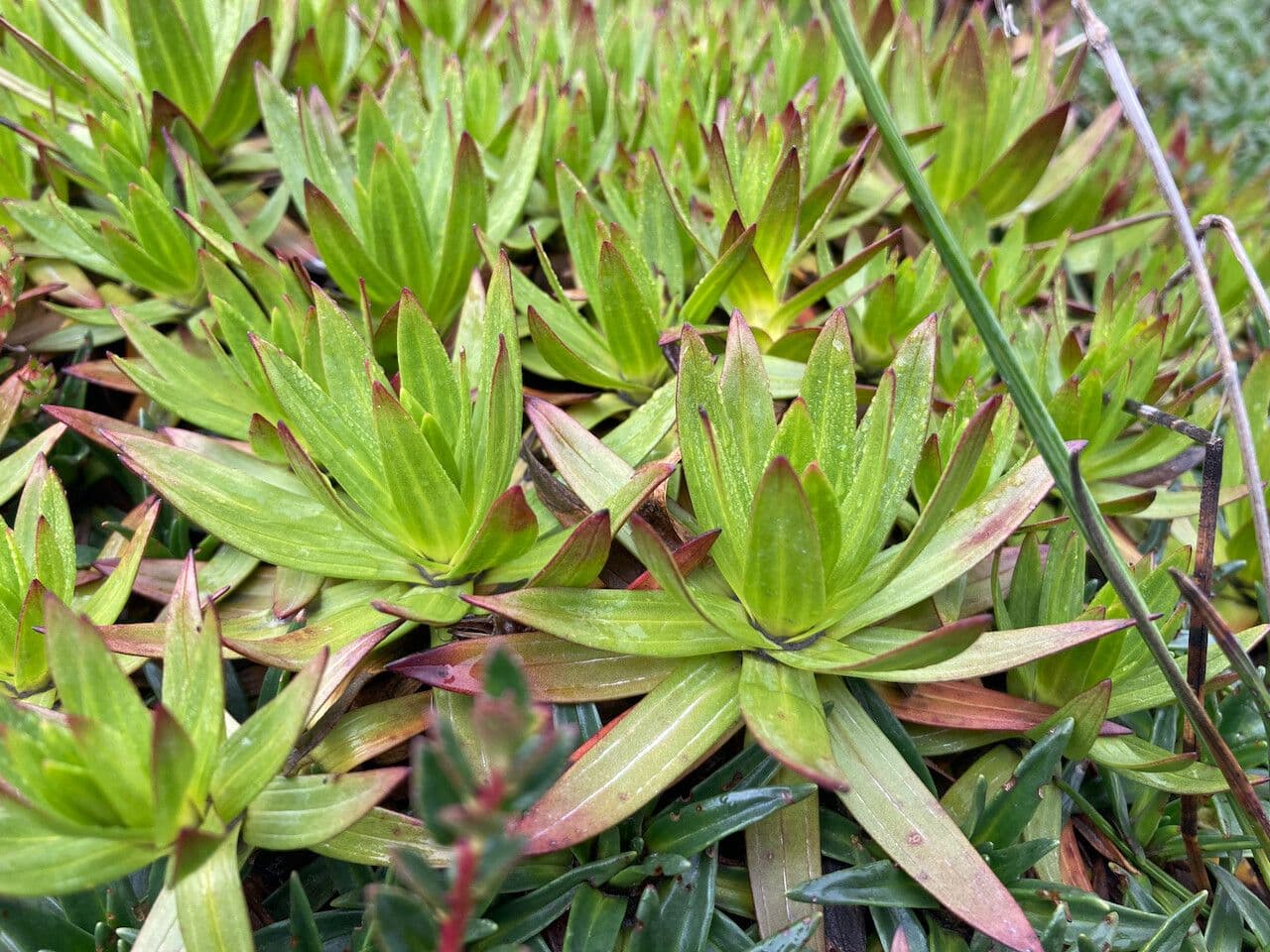 Genzianella 5