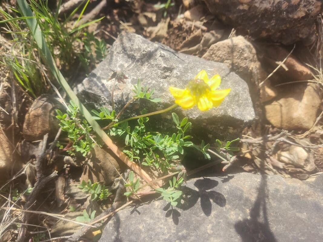 Hippocrepis 11