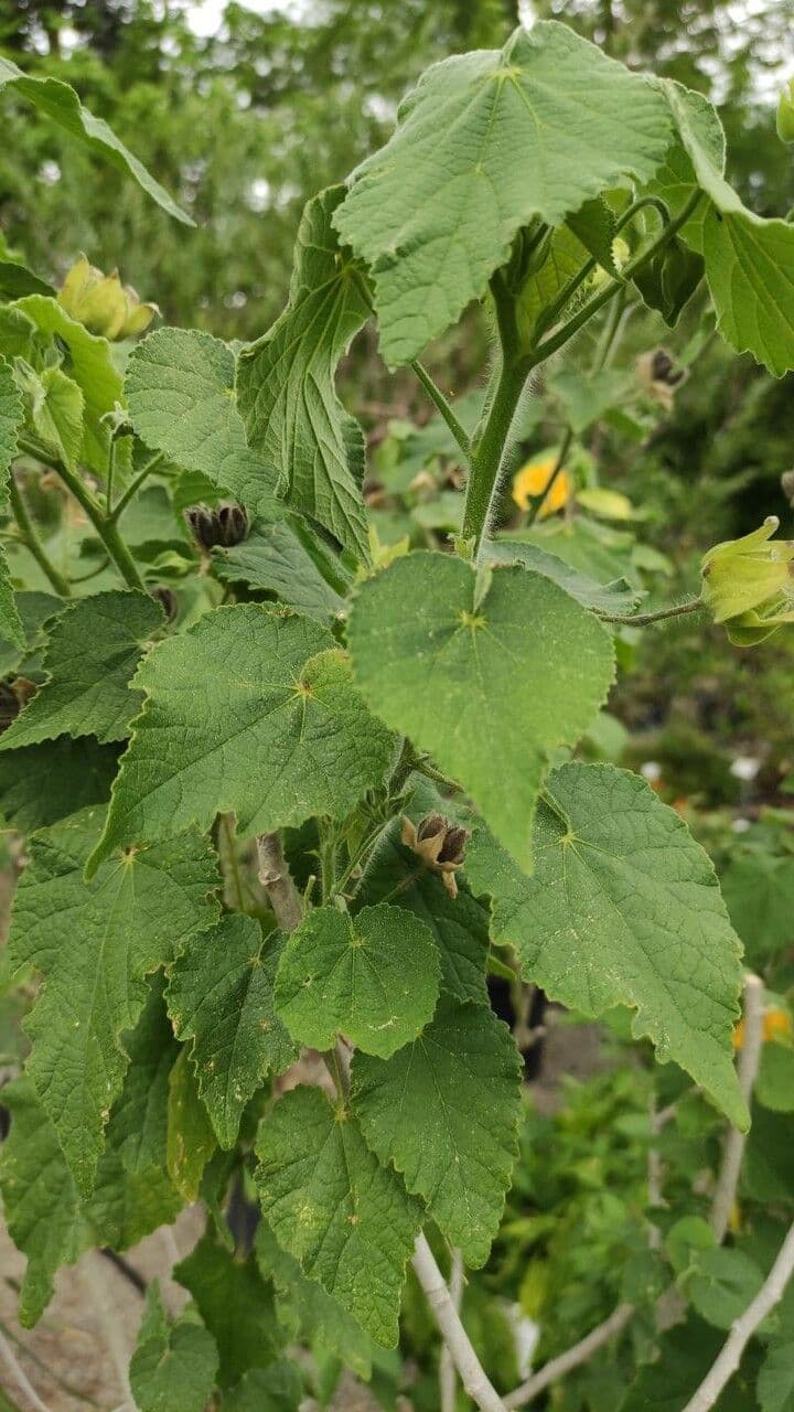 Abutilon 8
