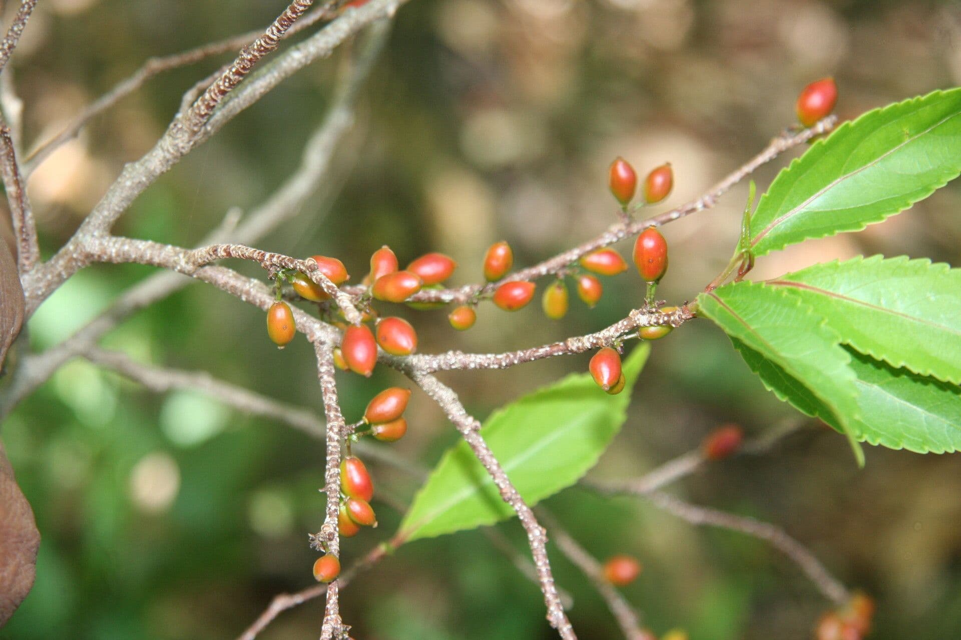 Xylosma