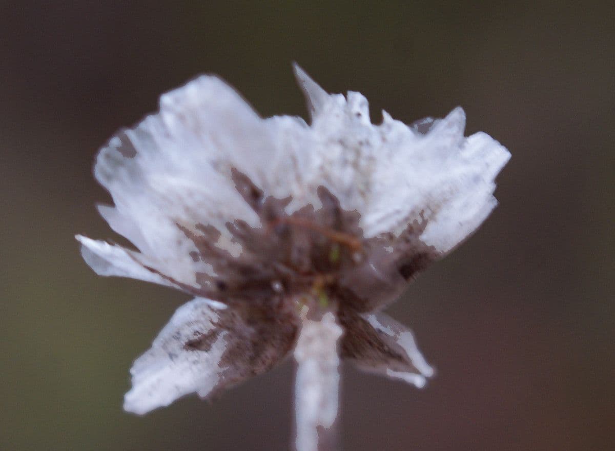 Armeria 4
