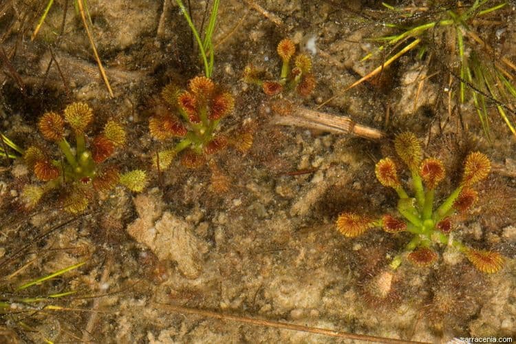 Drosera capillare 16