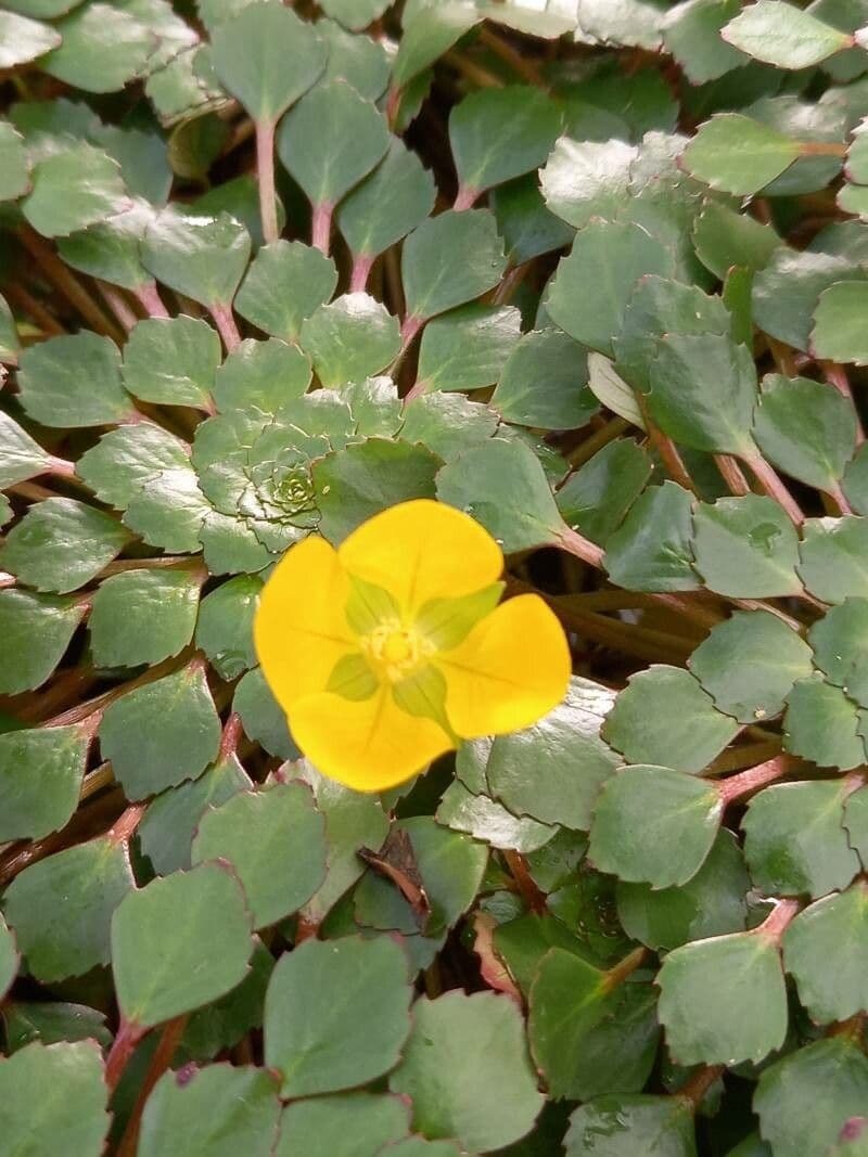 Ludwigia 2