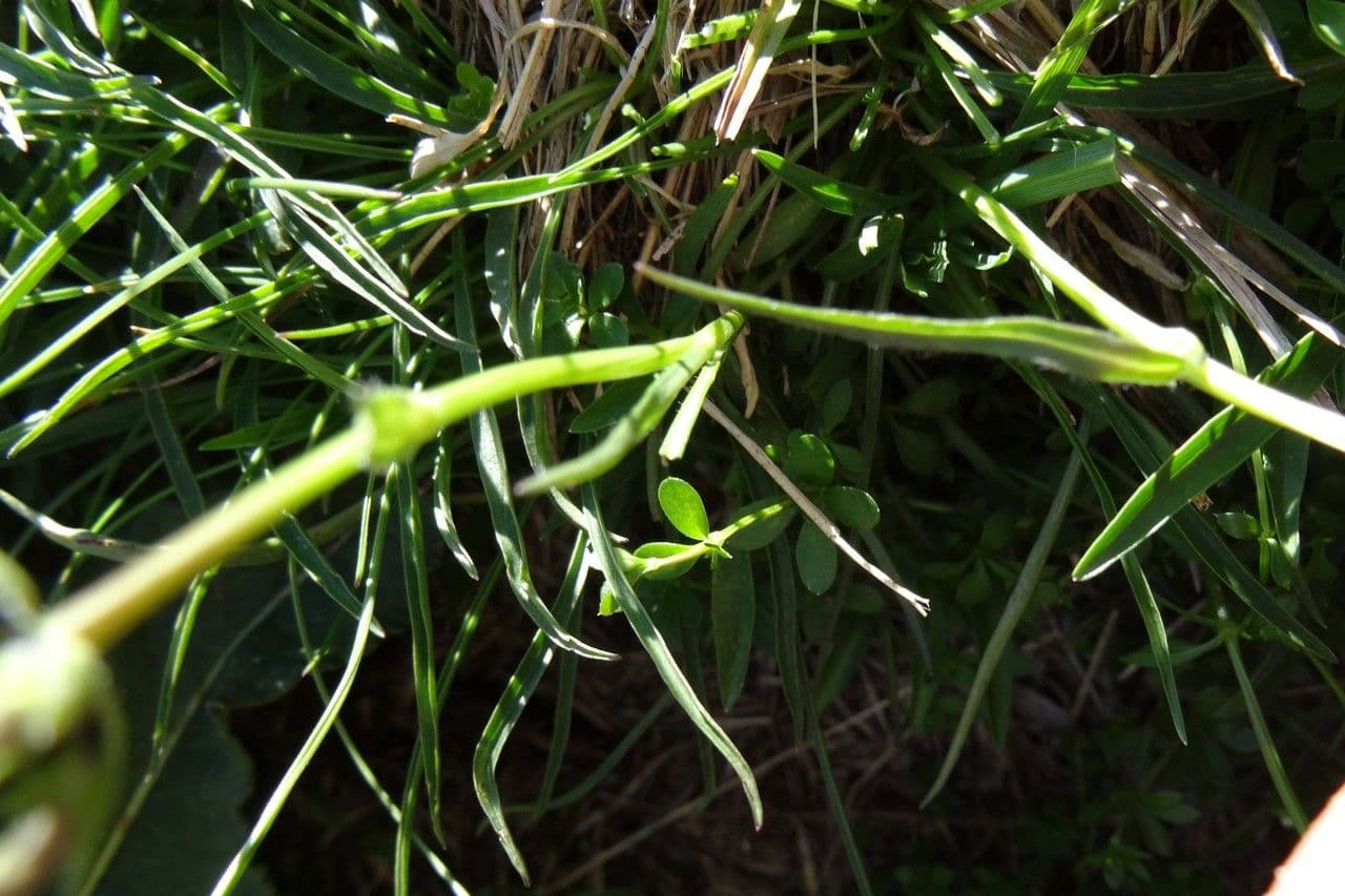 Raponzolo emisferico 25