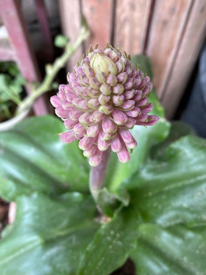 Waldlilie 2