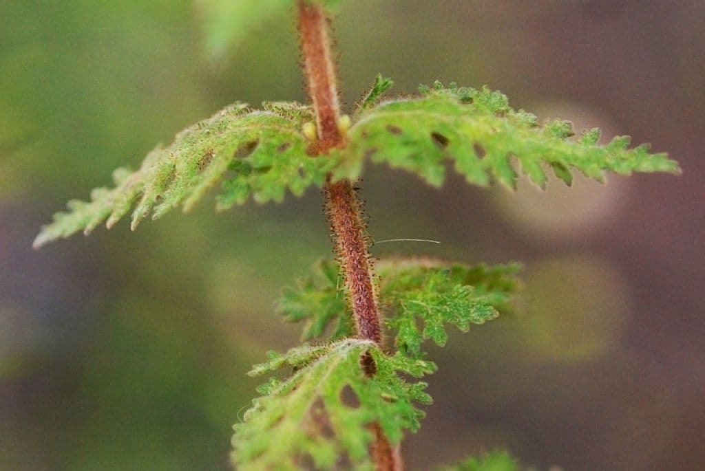 Aureolaria pectinata 16