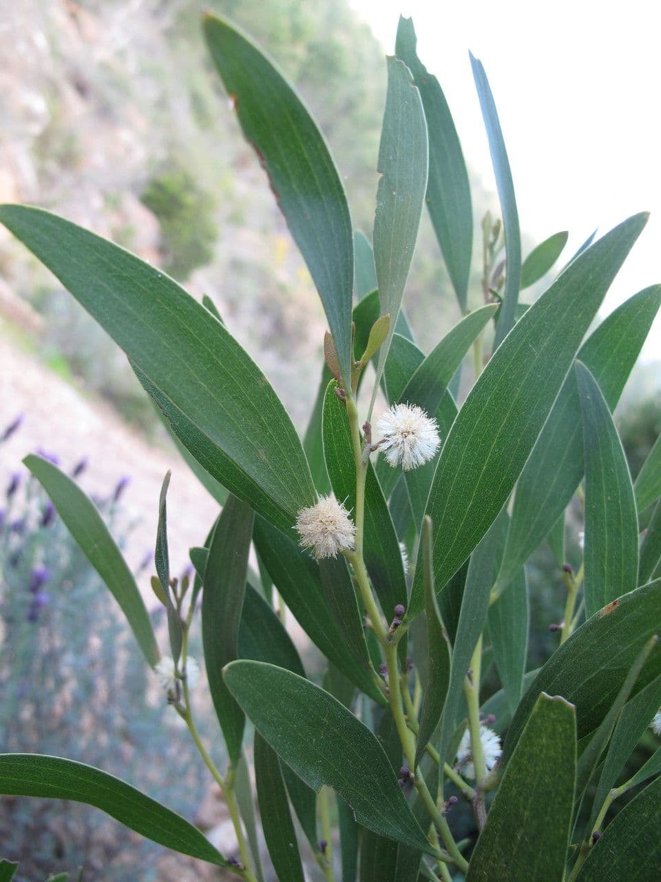 Acacia nera 29