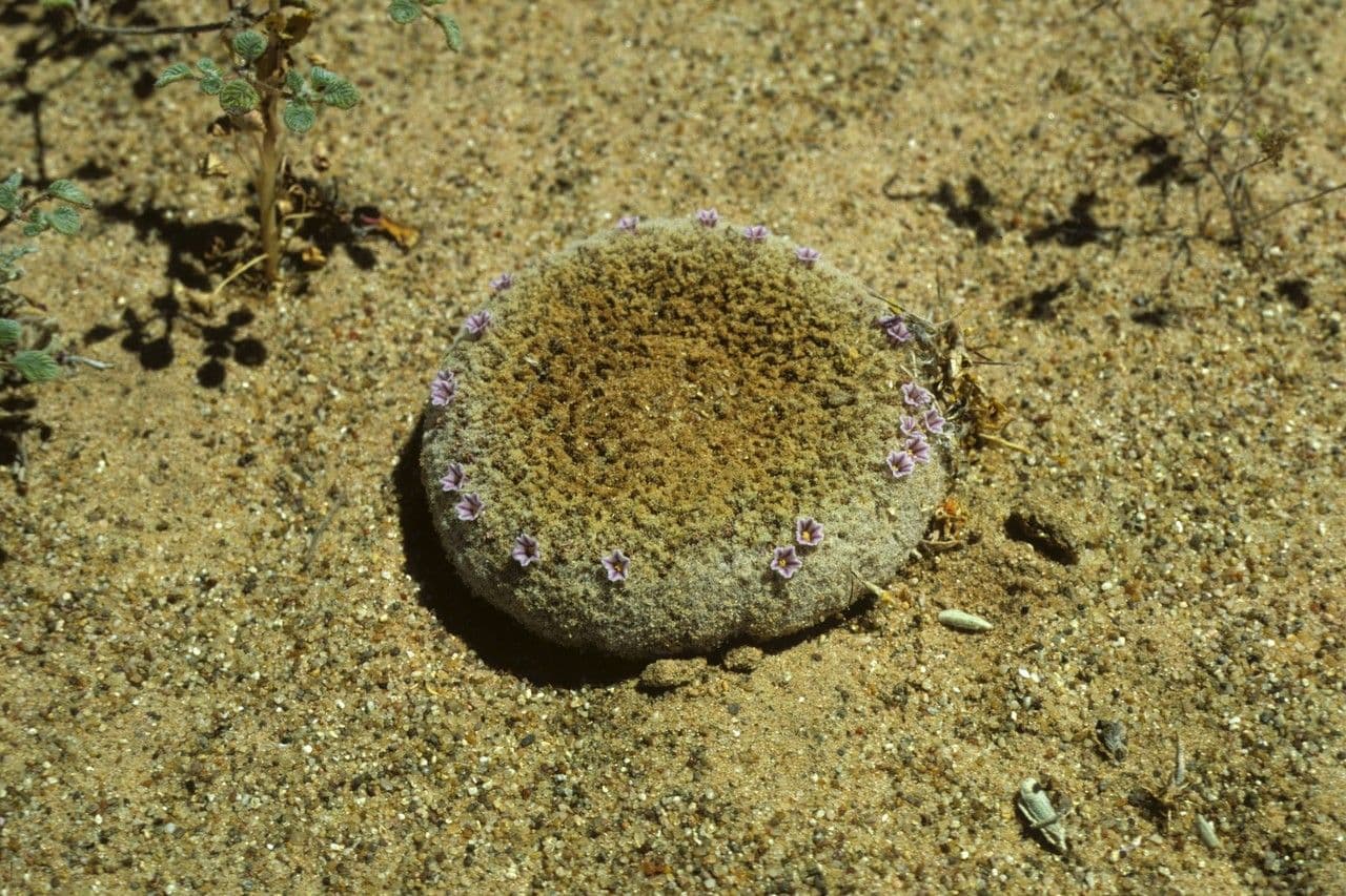 Pholisma 4