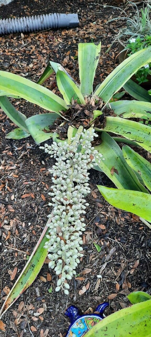 Aechmea 6