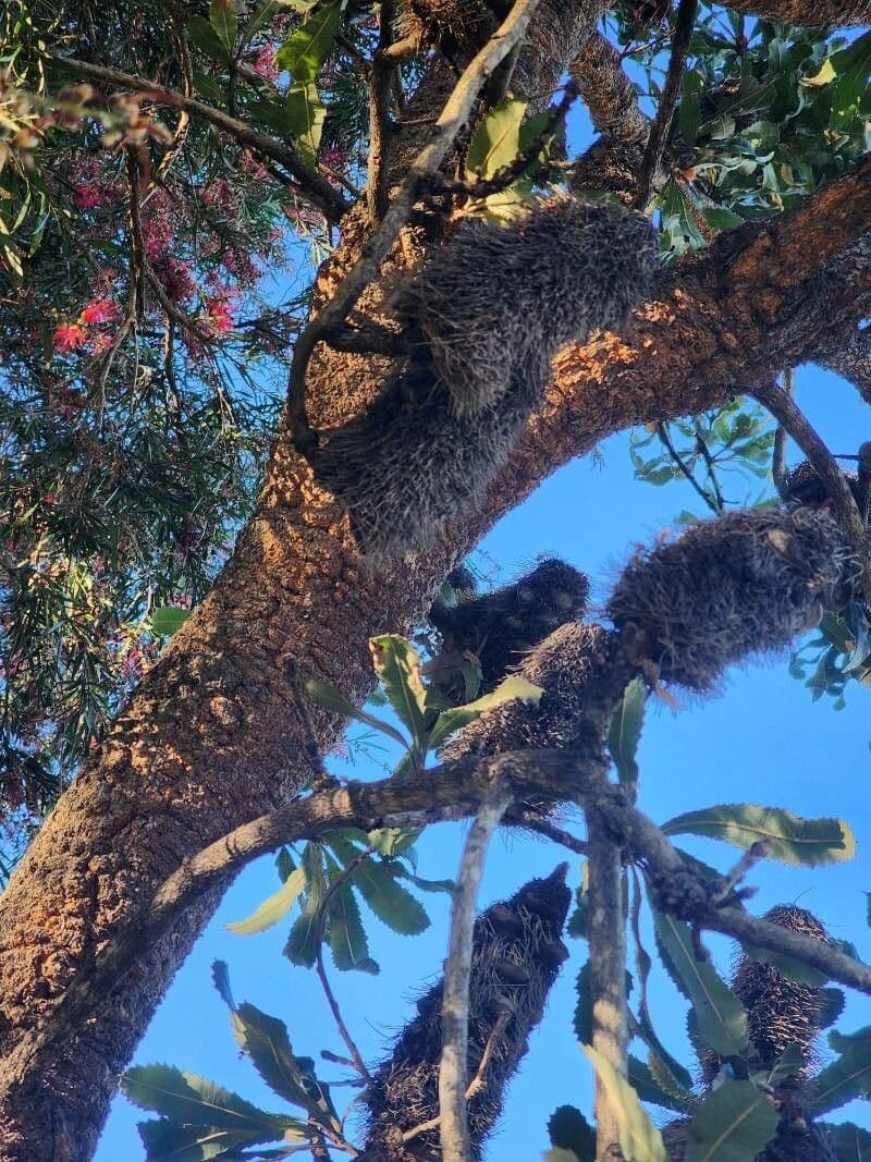 Banksia 19