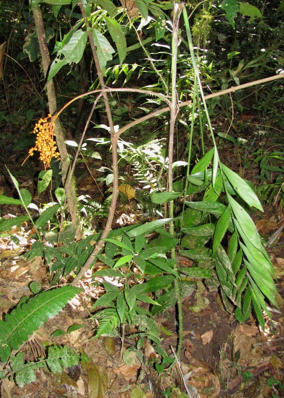 Chamaedorea 9