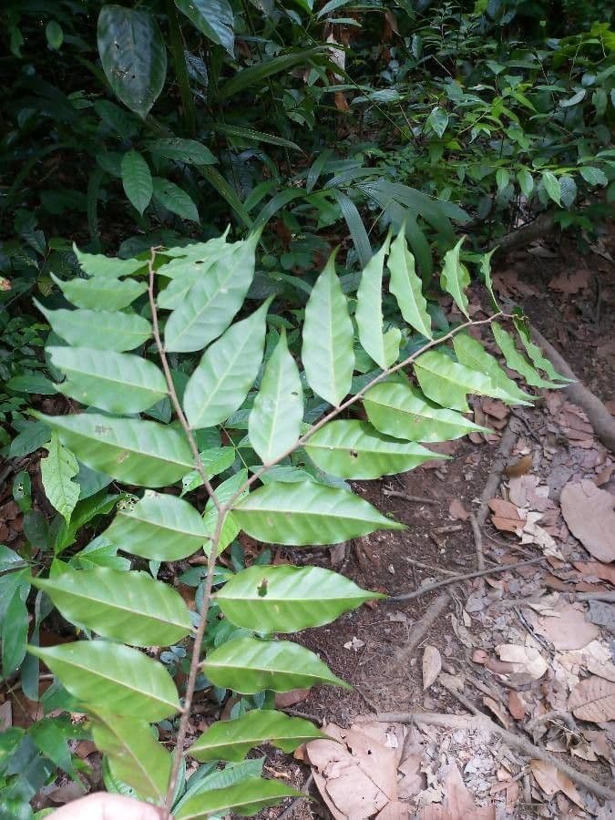 Geissospermum liscio 5