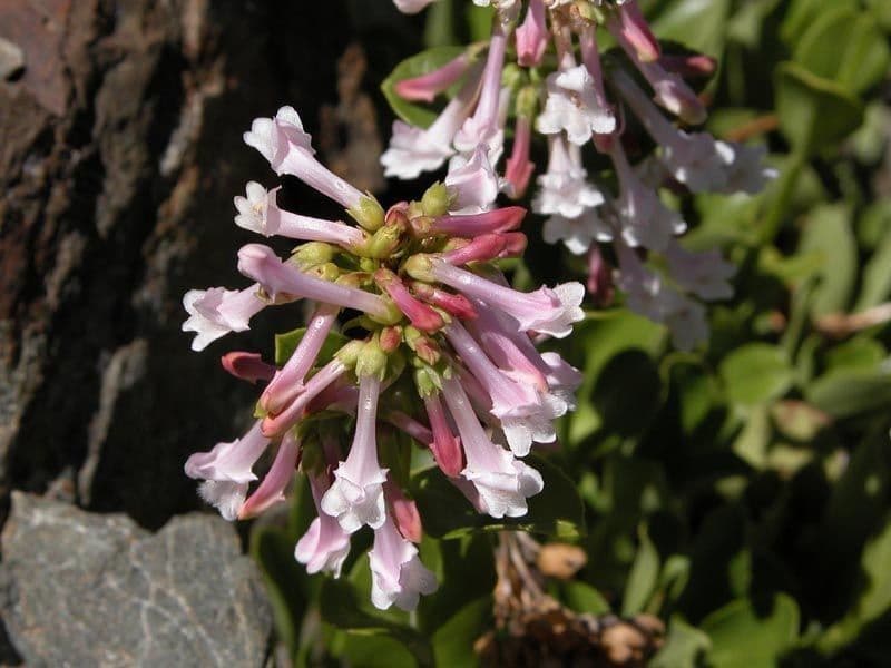 Penstemon 2