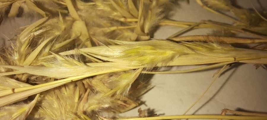 Cymbopogon