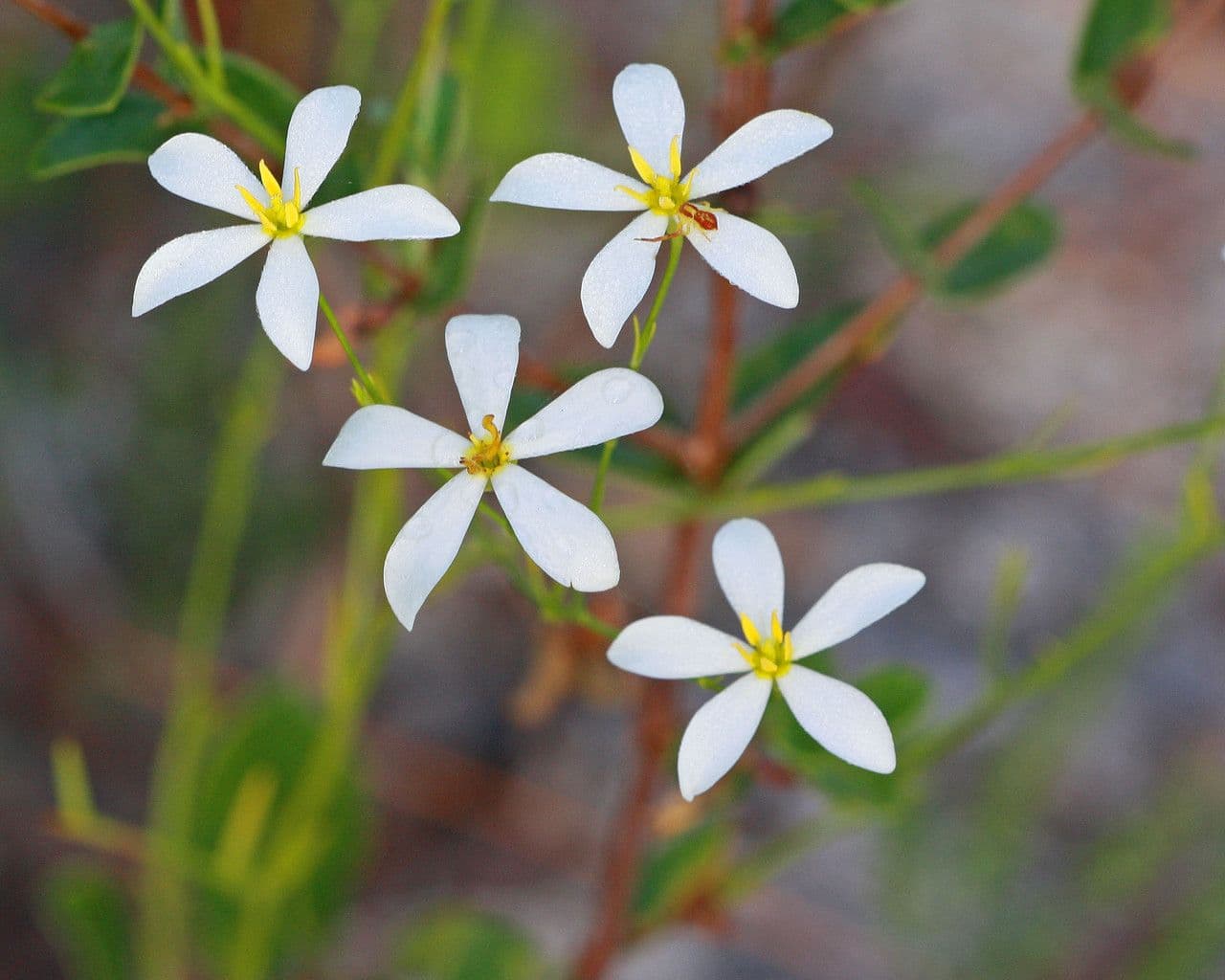 Sabatia brevifolia 3